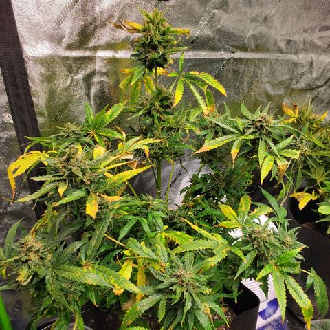 Cheese Auto Feminized growlog timeline photo