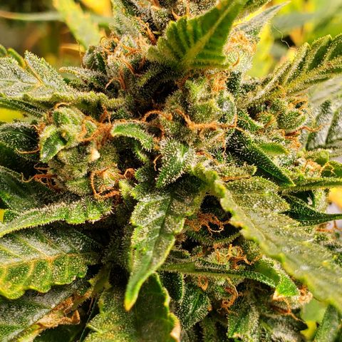Cheese Auto Feminized growlog timeline photo