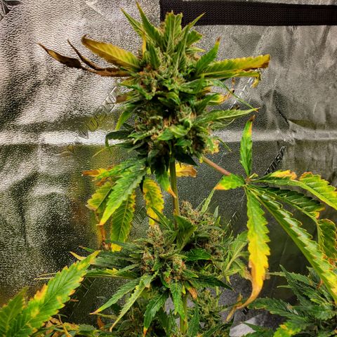 Cheese Auto Feminized growlog timeline photo