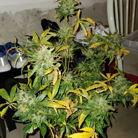 Cheese Auto Feminized growlog timeline photo