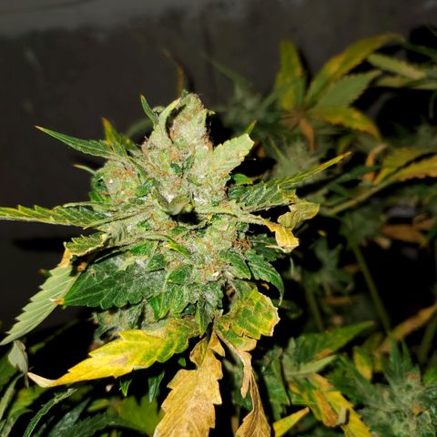 Cheese Auto Feminized growlog timeline photo