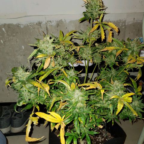 Cheese Auto Feminized growlog timeline photo