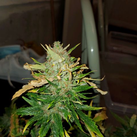 Cheese Auto Feminized growlog timeline photo
