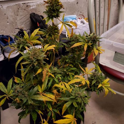 Cheese Auto Feminized growlog timeline photo