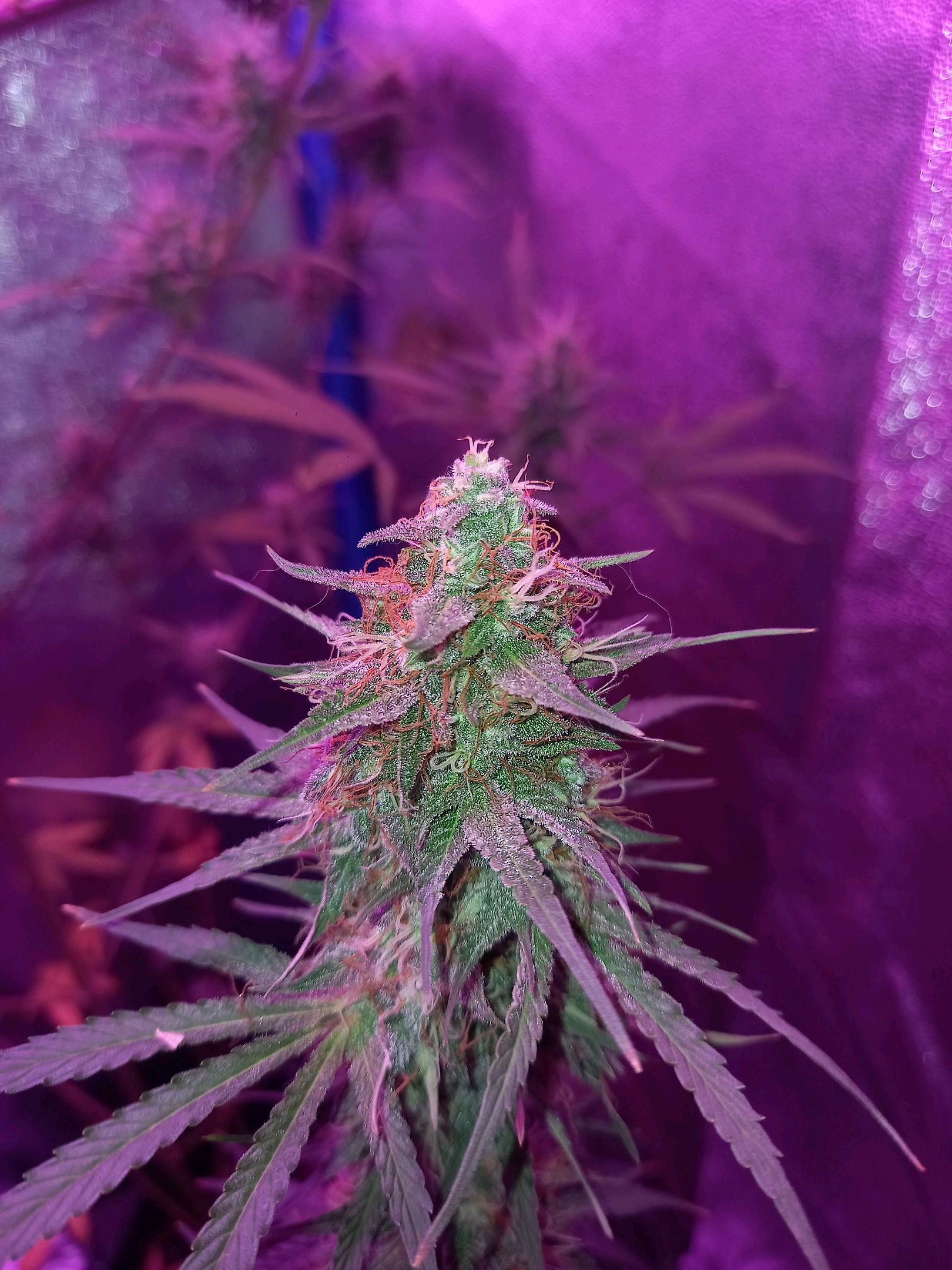 Wedding Cake Auto growlog header
