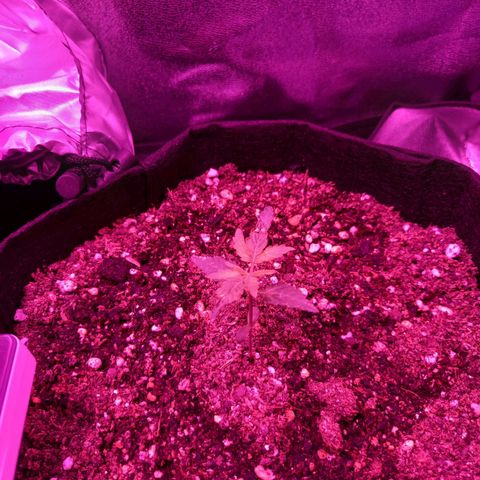 Wedding Cake Auto growlog photo