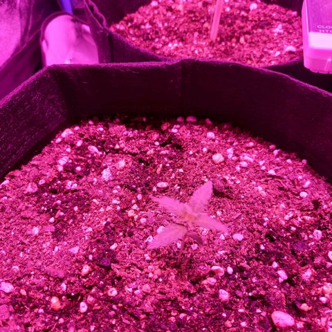 Wedding Cake Auto growlog photo