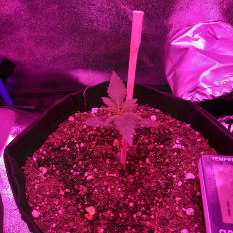 Wedding Cake Auto growlog photo