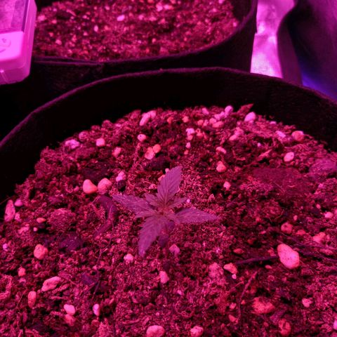 Wedding Cake Auto growlog photo