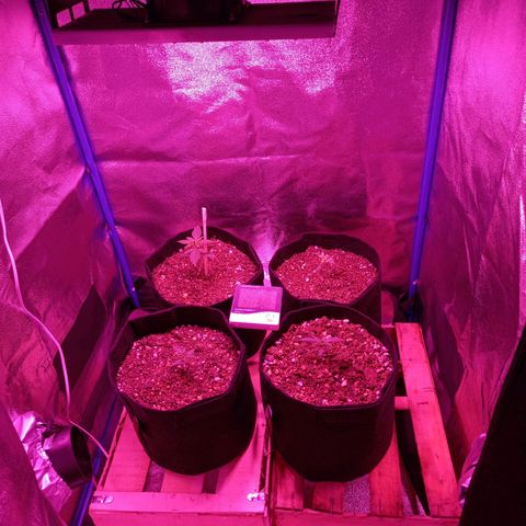 Wedding Cake Auto growlog photo