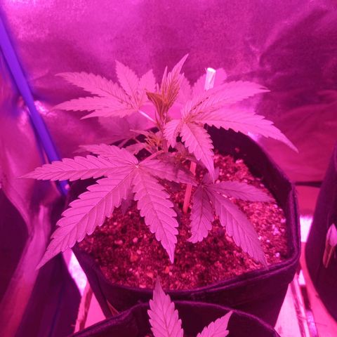 Wedding Cake Auto growlog timeline photo