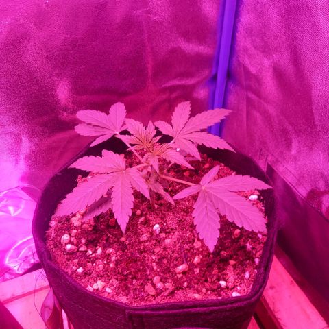 Wedding Cake Auto growlog timeline photo