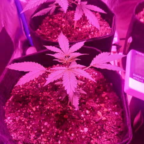 Wedding Cake Auto growlog timeline photo