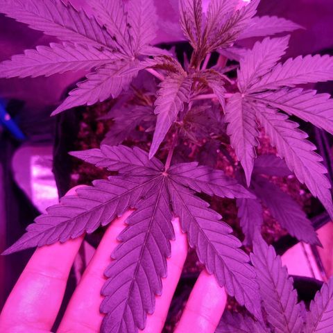 Wedding Cake Auto growlog timeline photo