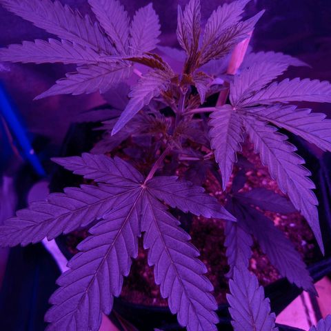 Wedding Cake Auto growlog timeline photo