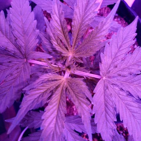 Wedding Cake Auto growlog timeline photo