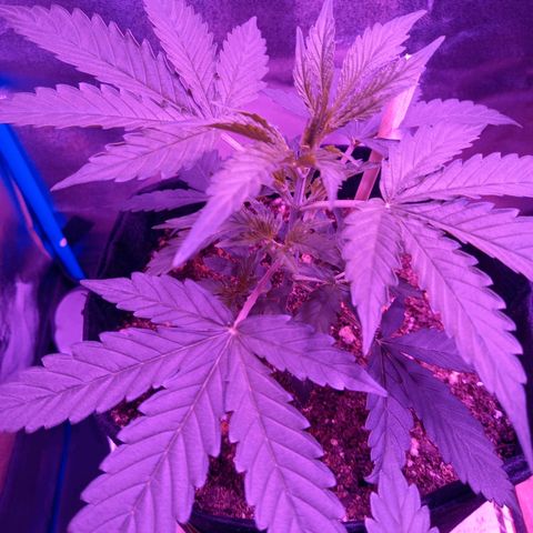 Wedding Cake Auto growlog timeline photo