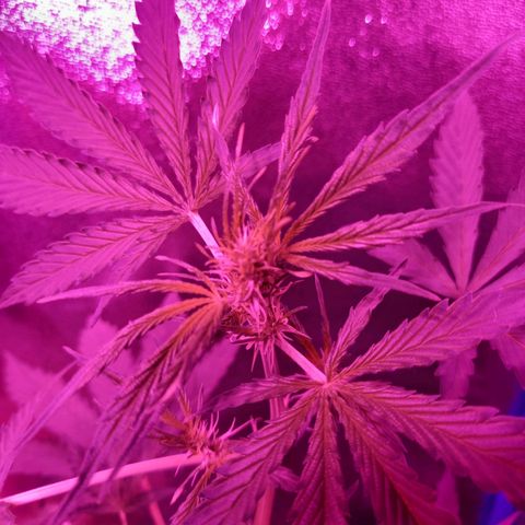 Wedding Cake Auto growlog timeline photo