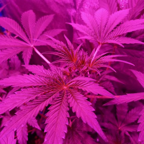 Wedding Cake Auto growlog timeline photo