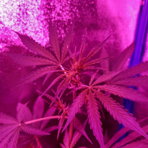 Wedding Cake Auto growlog timeline photo