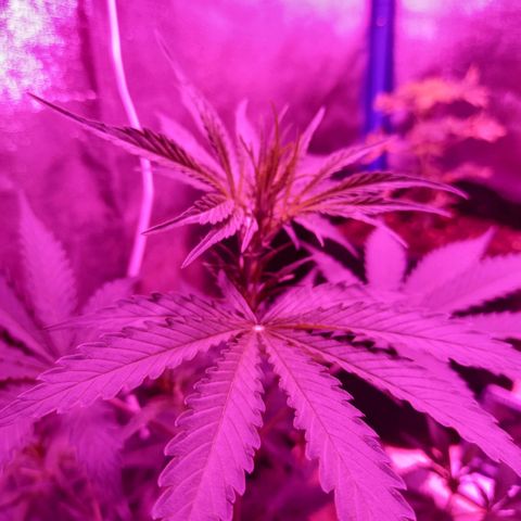 Wedding Cake Auto growlog timeline photo