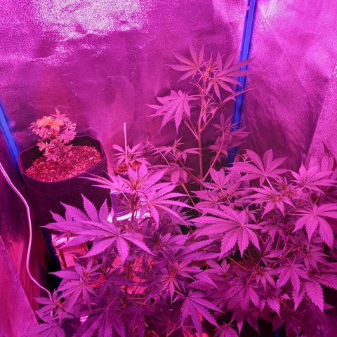 Wedding Cake Auto growlog timeline photo