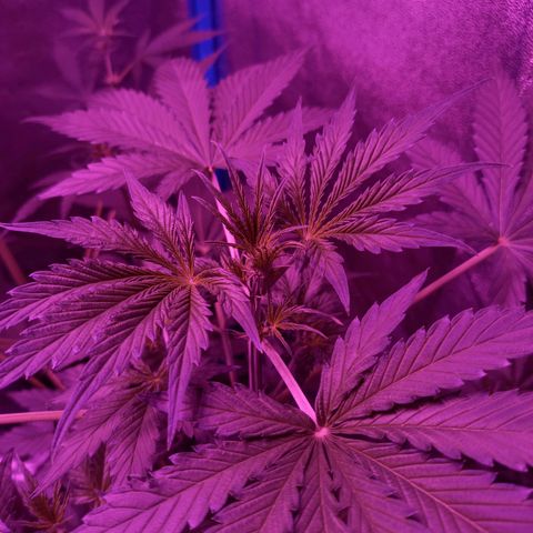 Wedding Cake Auto growlog photo: FLORA DÍA 1