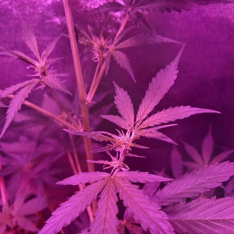 Wedding Cake Auto growlog photo: FLORA DÍA 1