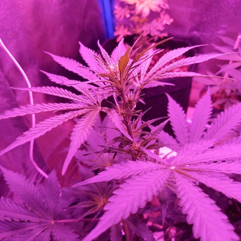 Wedding Cake Auto growlog photo: FLORA DÍA 1