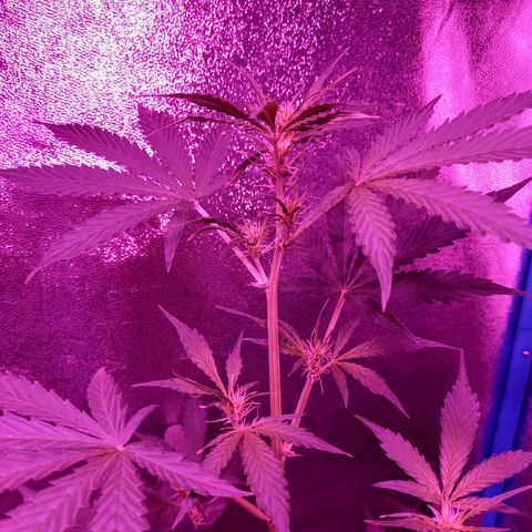 Wedding Cake Auto growlog photo: FLORA DÍA 1