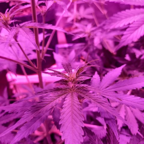 Wedding Cake Auto growlog photo: FLORA DÍA 1