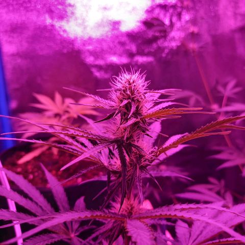Wedding Cake Auto growlog timeline photo