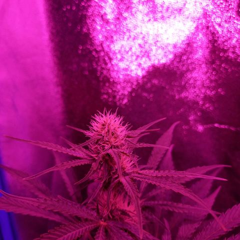 Wedding Cake Auto growlog timeline photo