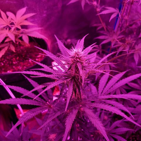 Wedding Cake Auto growlog timeline photo