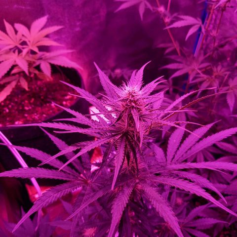 Wedding Cake Auto growlog timeline photo