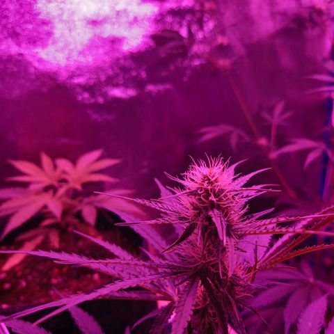 Wedding Cake Auto growlog timeline photo