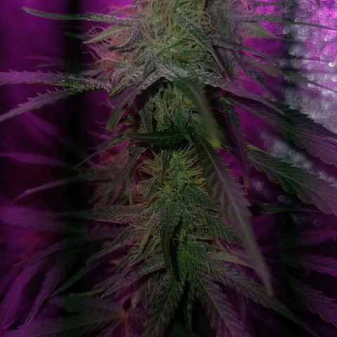 Wedding Cake Auto growlog timeline photo