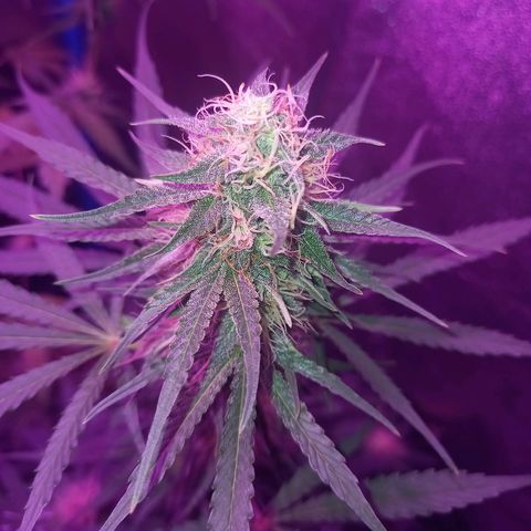 Wedding Cake Auto growlog timeline photo