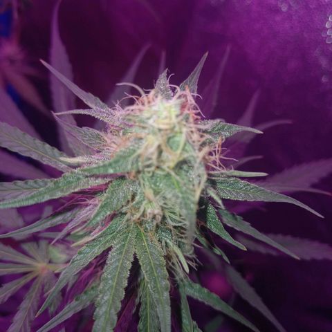 Wedding Cake Auto growlog timeline photo