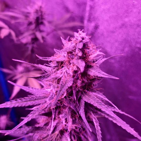 Wedding Cake Auto growlog timeline photo