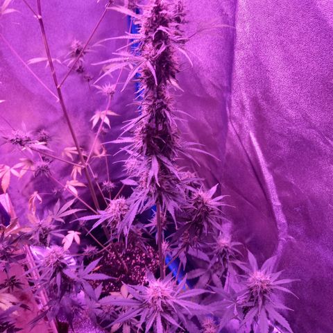Wedding Cake Auto growlog timeline photo