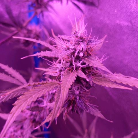 Wedding Cake Auto growlog timeline photo