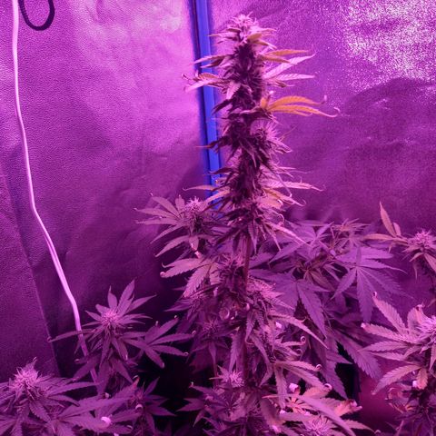 Wedding Cake Auto growlog timeline photo