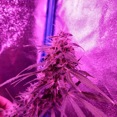 Wedding Cake Auto growlog timeline photo