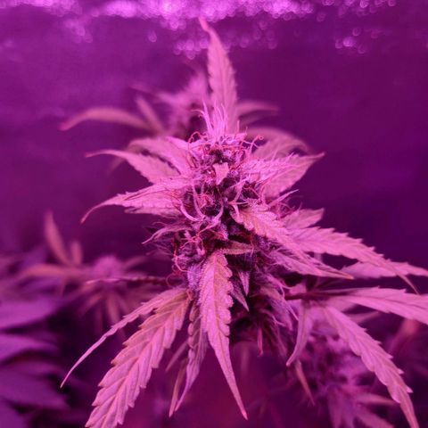 Wedding Cake Auto growlog timeline photo