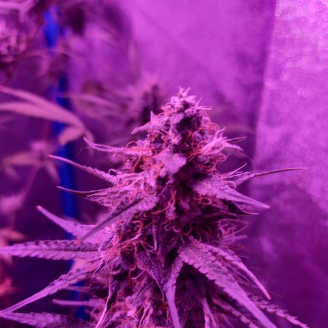 Wedding Cake Auto growlog timeline photo