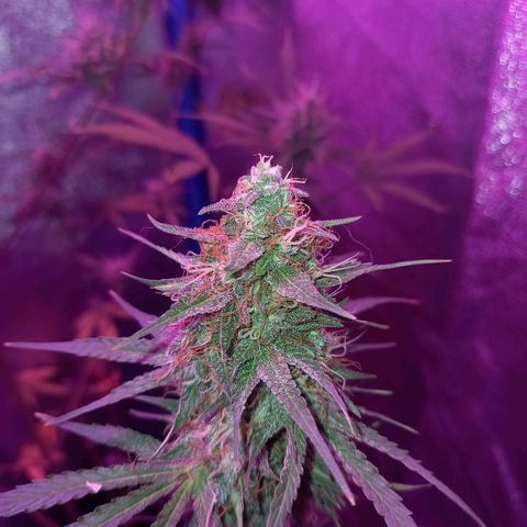 Wedding Cake Auto growlog timeline photo