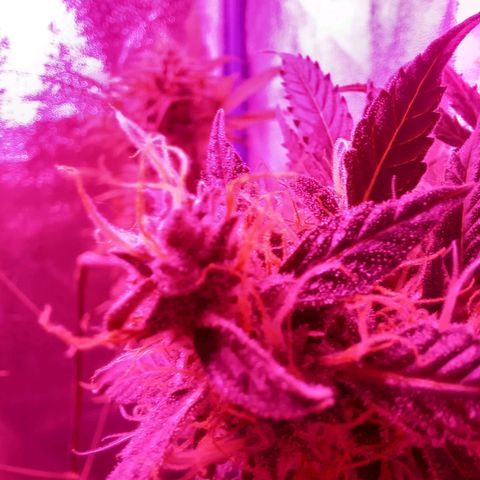 Wedding Cake Auto growlog timeline photo