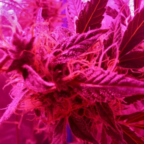 Wedding Cake Auto growlog timeline photo