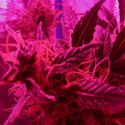Wedding Cake Auto growlog timeline photo